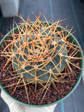 Gymnocalycium Cardenasianum Seed Grown Live Cactus – Rare Spined Collector Plant | 6 Inch Specimen #279
