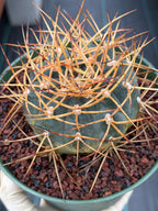 Gymnocalycium Cardenasianum Seed Grown Live Cactus – Rare Spined Collector Plant | 6 Inch Specimen #279