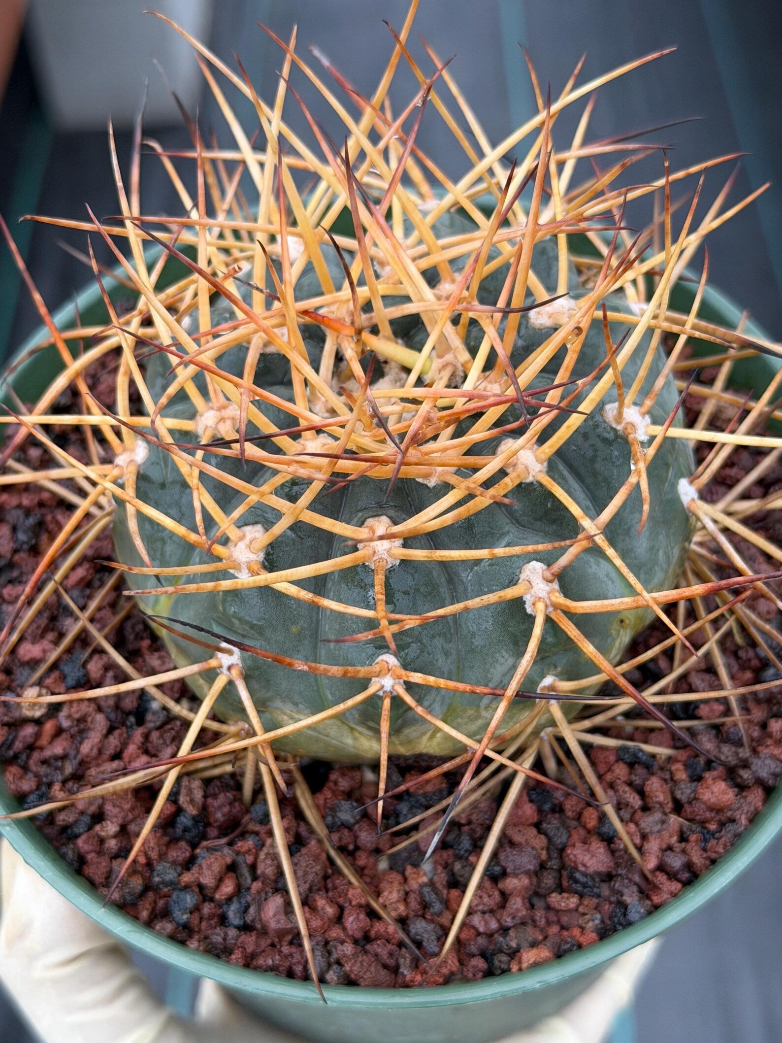Gymnocalycium Cardenasianum Seed Grown Live Cactus – Rare Spined Collector Plant | 6 Inch Specimen #279