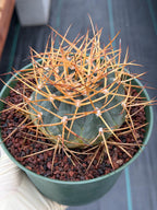 Gymnocalycium Cardenasianum Seed Grown Live Cactus – Rare Spined Collector Plant | 6 Inch Specimen #279