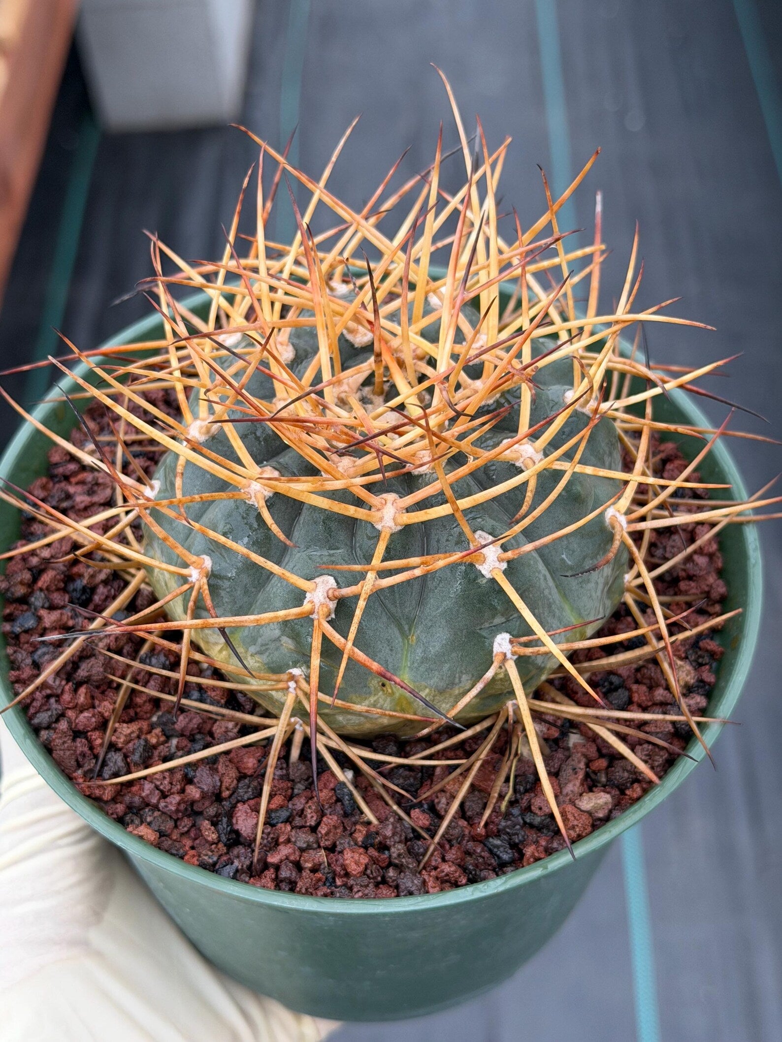 Gymnocalycium Cardenasianum Seed Grown Live Cactus – Rare Spined Collector Plant | 6 Inch Specimen #279