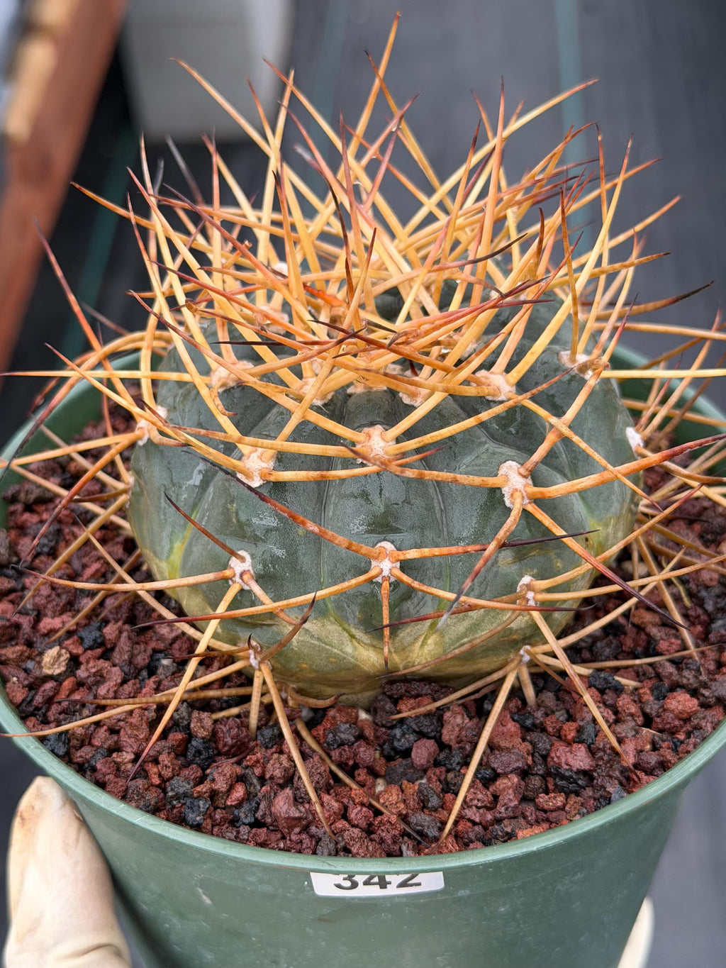 Gymnocalycium Cardenasianum Seed Grown Live Cactus – Rare Spined Collector Plant | 6 Inch Specimen #279