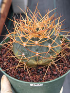 Gymnocalycium Cardenasianum Seed Grown Live Cactus – Rare Spined Collector Plant | 6 Inch Specimen #279