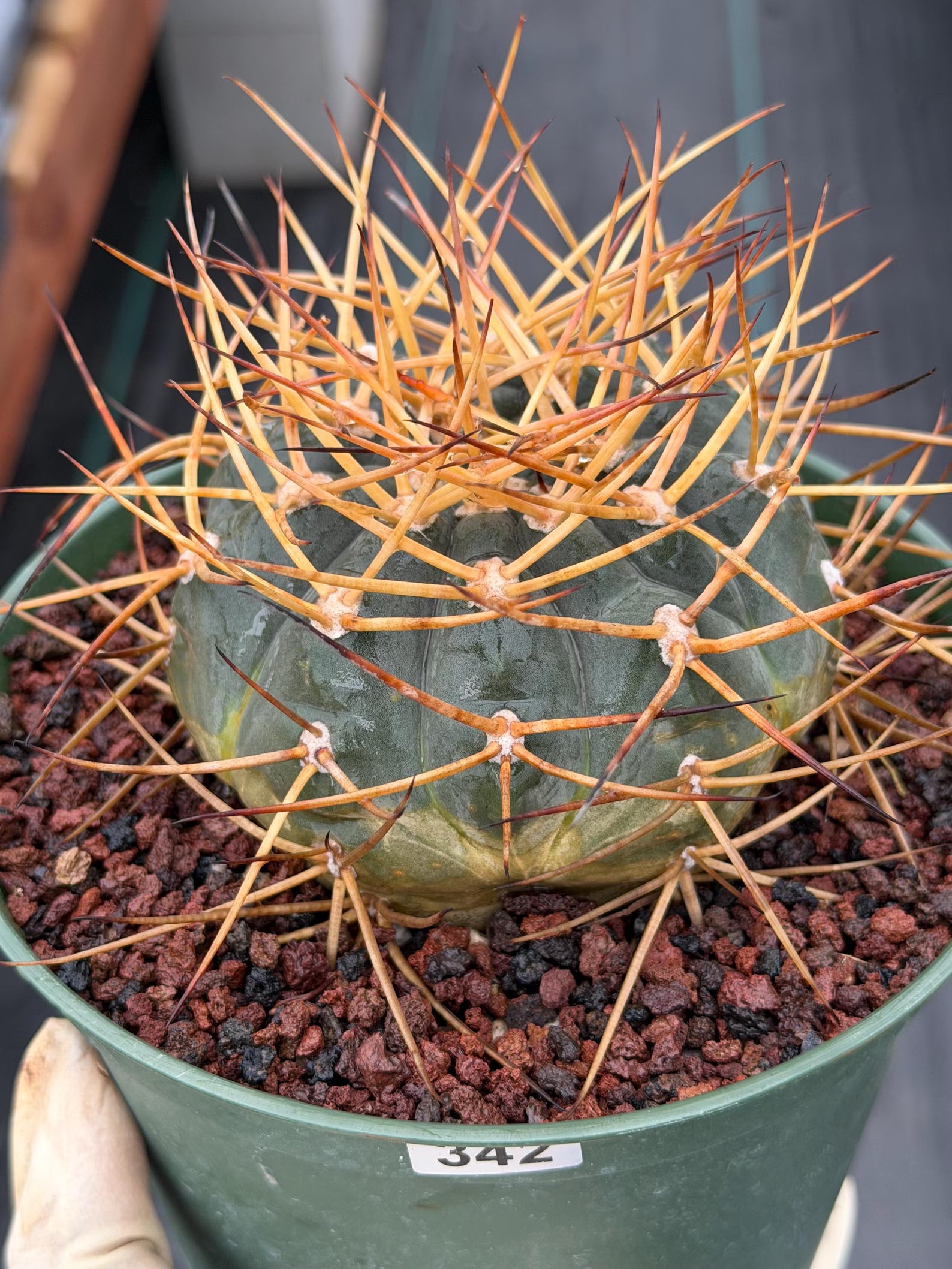 Gymnocalycium Cardenasianum Seed Grown Live Cactus – Rare Spined Collector Plant | 6 Inch Specimen #279