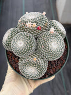 Mammillaria Perbella Cluster Cactus | Live Specimen Plant | 6" Pot #99