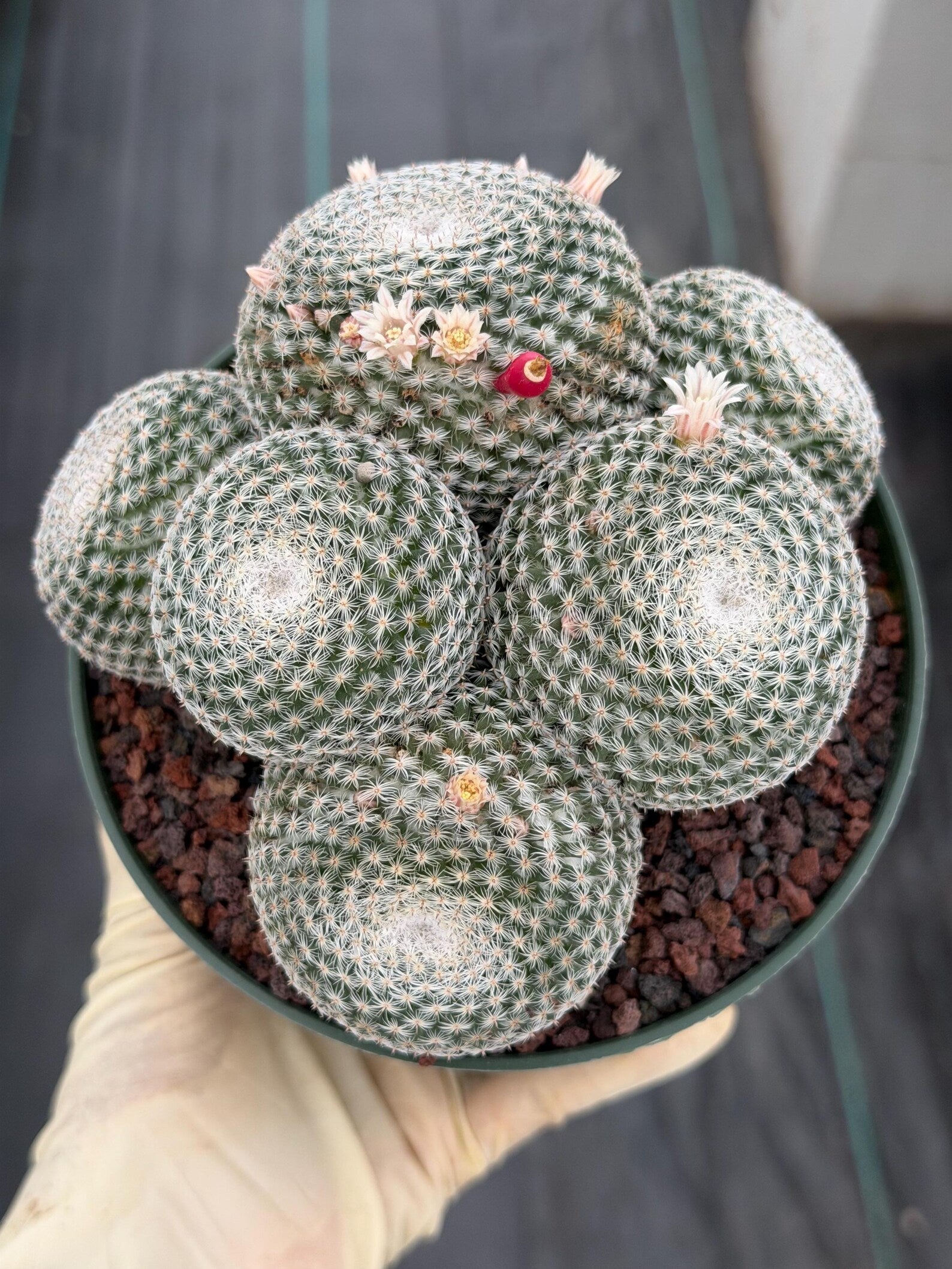 Mammillaria Perbella Cluster Cactus | Live Specimen Plant | 6" Pot #99