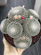 Mammillaria Perbella Cluster Cactus | Live Specimen Plant | 6" Pot #99
