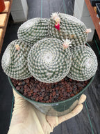 Mammillaria Perbella Cluster Cactus | Live Specimen Plant | 6" Pot #99