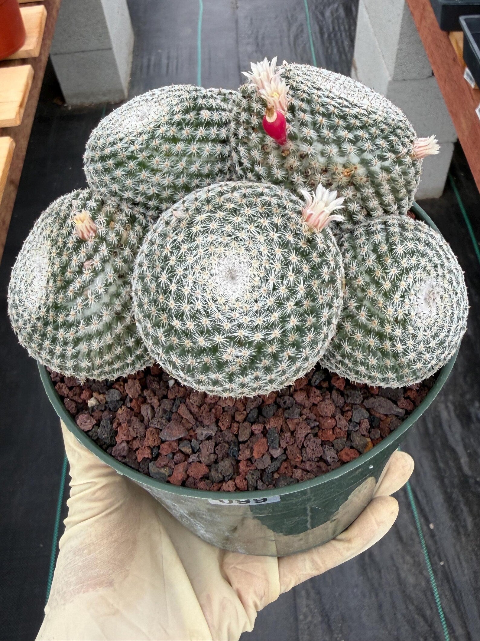 Mammillaria Perbella Cluster Cactus | Live Specimen Plant | 6" Pot #99