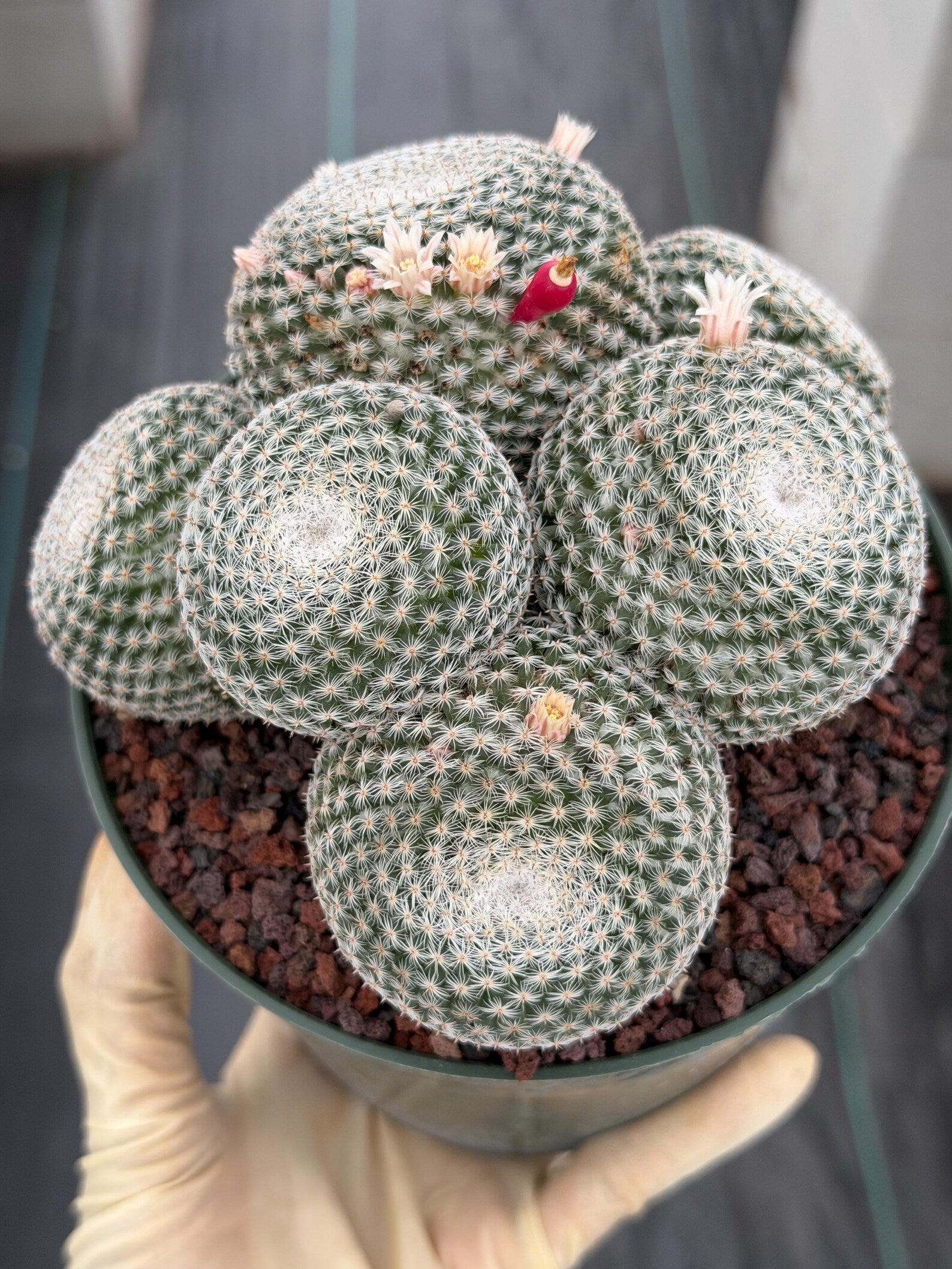 Mammillaria Perbella Cluster Cactus | Live Specimen Plant | 6" Pot #99