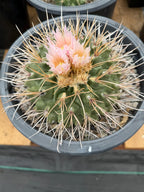 Seed Grown Thelocactus Rinconensis | Rare Live Cactus | 5 Gallon Pot | #795