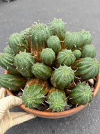 Large Euphorbia Obesa Hybrid Cluster