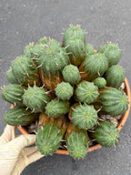 Large Euphorbia Obesa Hybrid Cluster