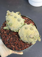 Large Pseudolithos Double Head #851 | Rare Live Succulent | 5" Pot
