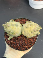 Large Pseudolithos Double Head #851 | Rare Live Succulent | 5" Pot