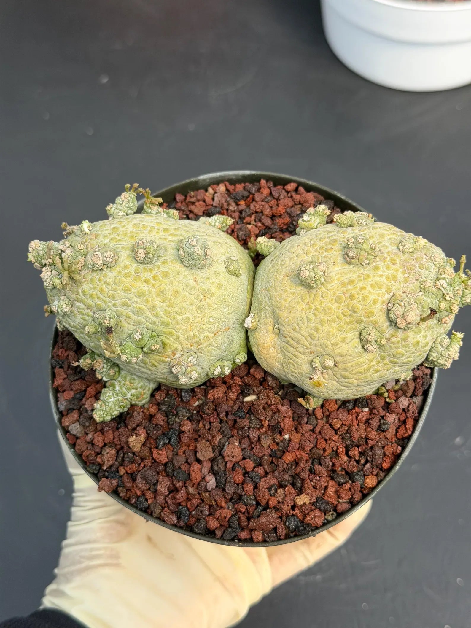 Large Pseudolithos Double Head #851 | Rare Live Succulent | 5" Pot