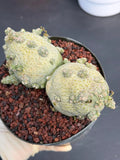 Large Pseudolithos Double Head #851 | Rare Live Succulent | 5" Pot