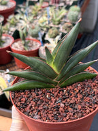 Sansevieria Sawaddee | Rare Snake Plant | Easy Care Houseplant | Live Plant
