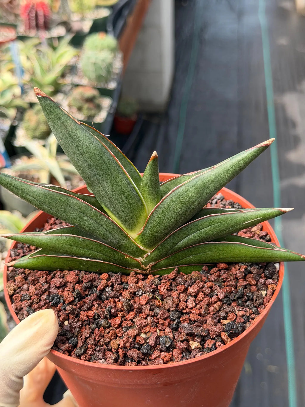 Sansevieria Sawaddee | Rare Snake Plant | Easy Care Houseplant | Live Plant