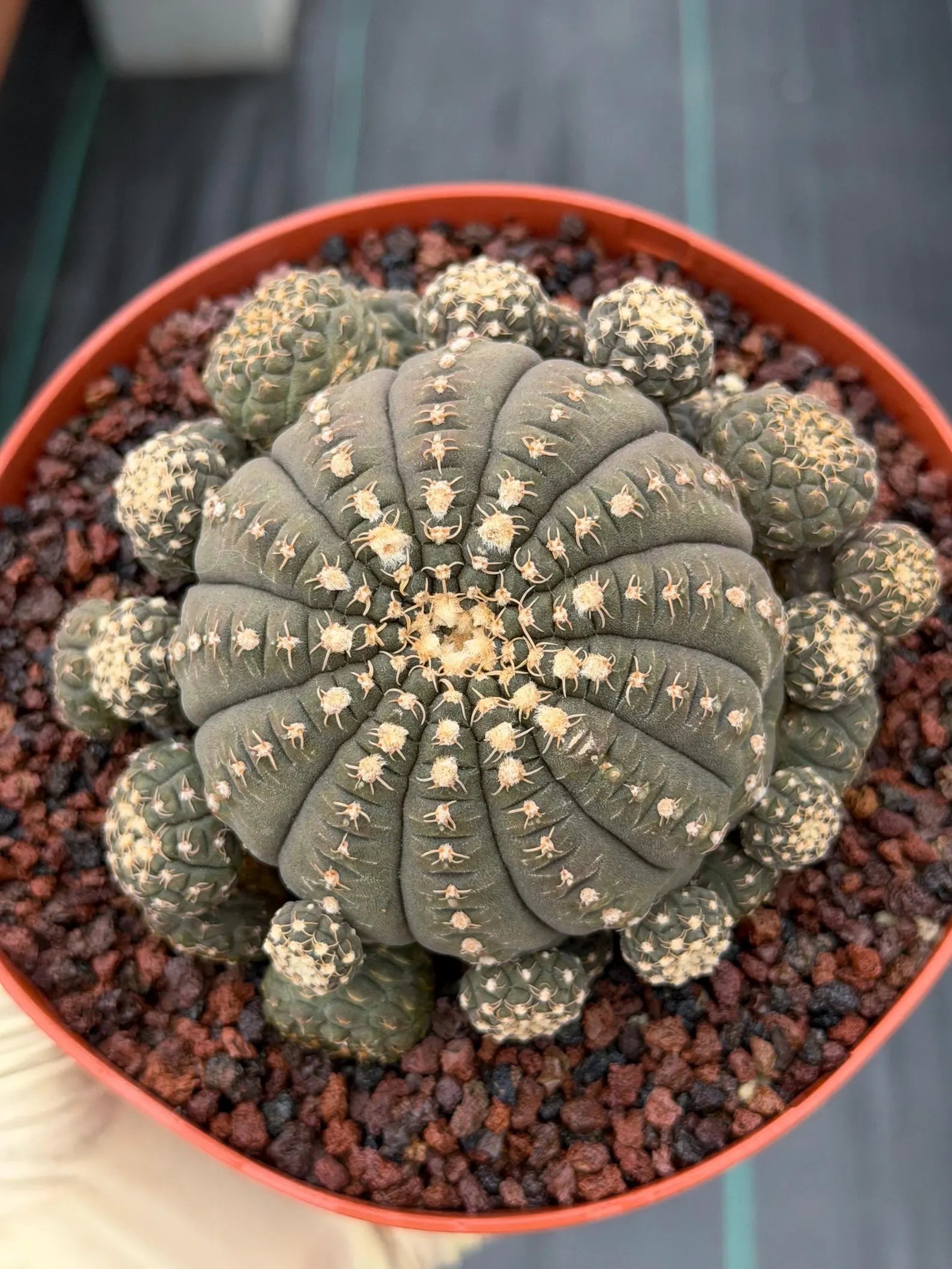 Gymnocalycium Ragonesei Cluster #800 – Rare Seed-Grown UFO Form Collector Cactus