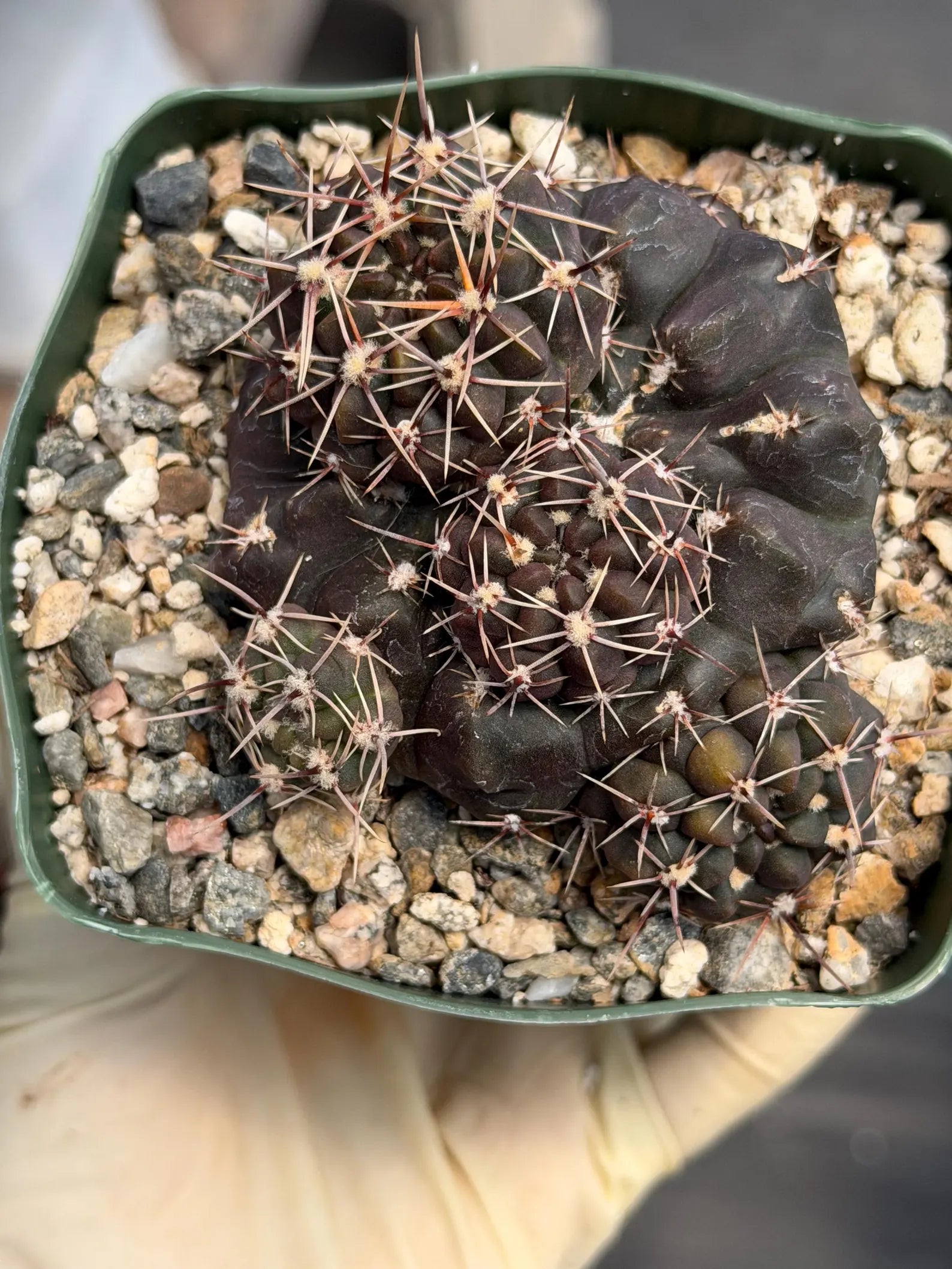Gymnocalycium Baldianum Live Cactus | Rare Flowering Succulent Plant