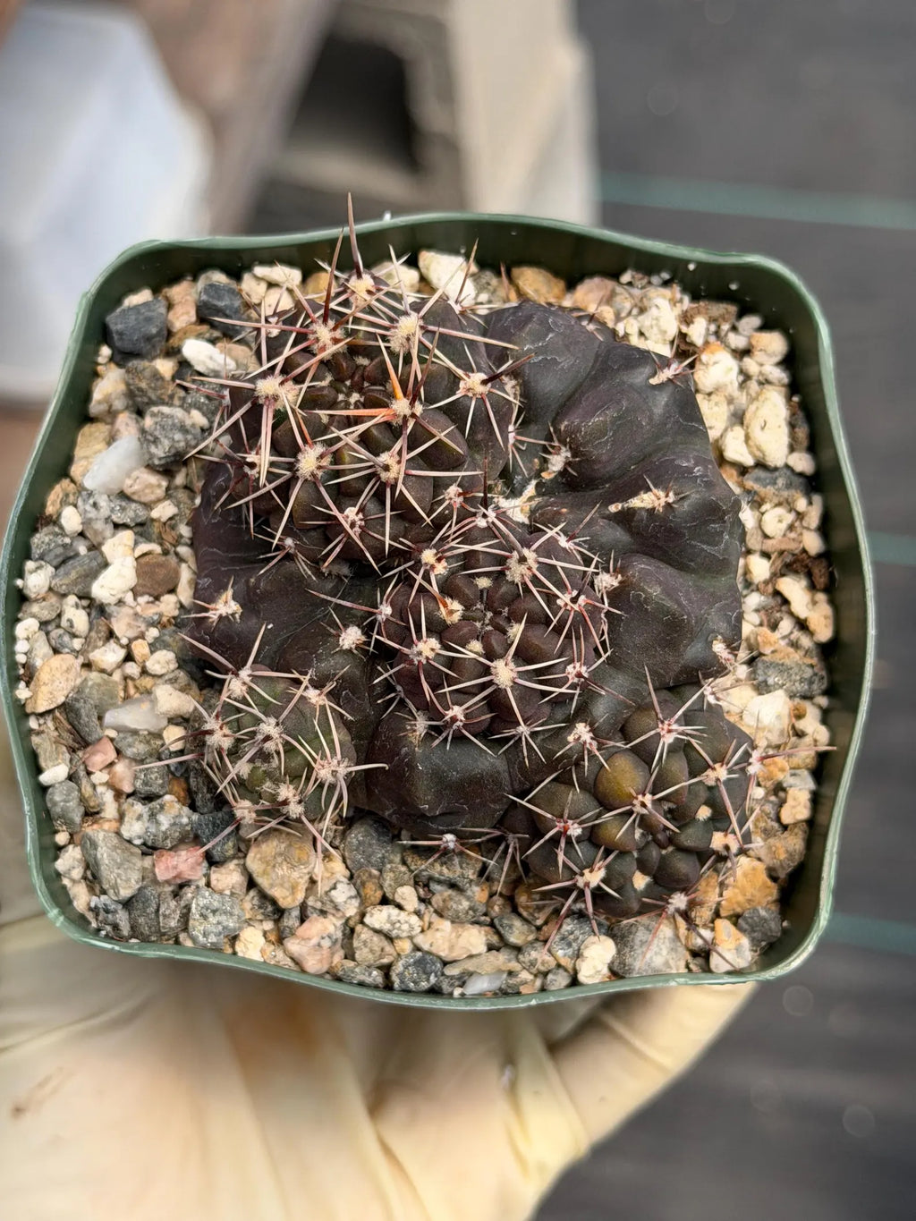 Gymnocalycium Baldianum Live Cactus | Rare Flowering Succulent Plant