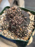 Gymnocalycium Baldianum Live Cactus | Rare Flowering Succulent Plant