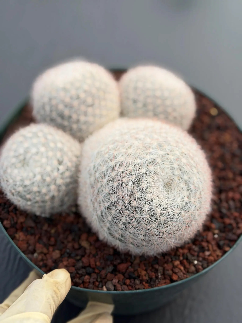 Mammillaria Candida Cluster Live Cactus