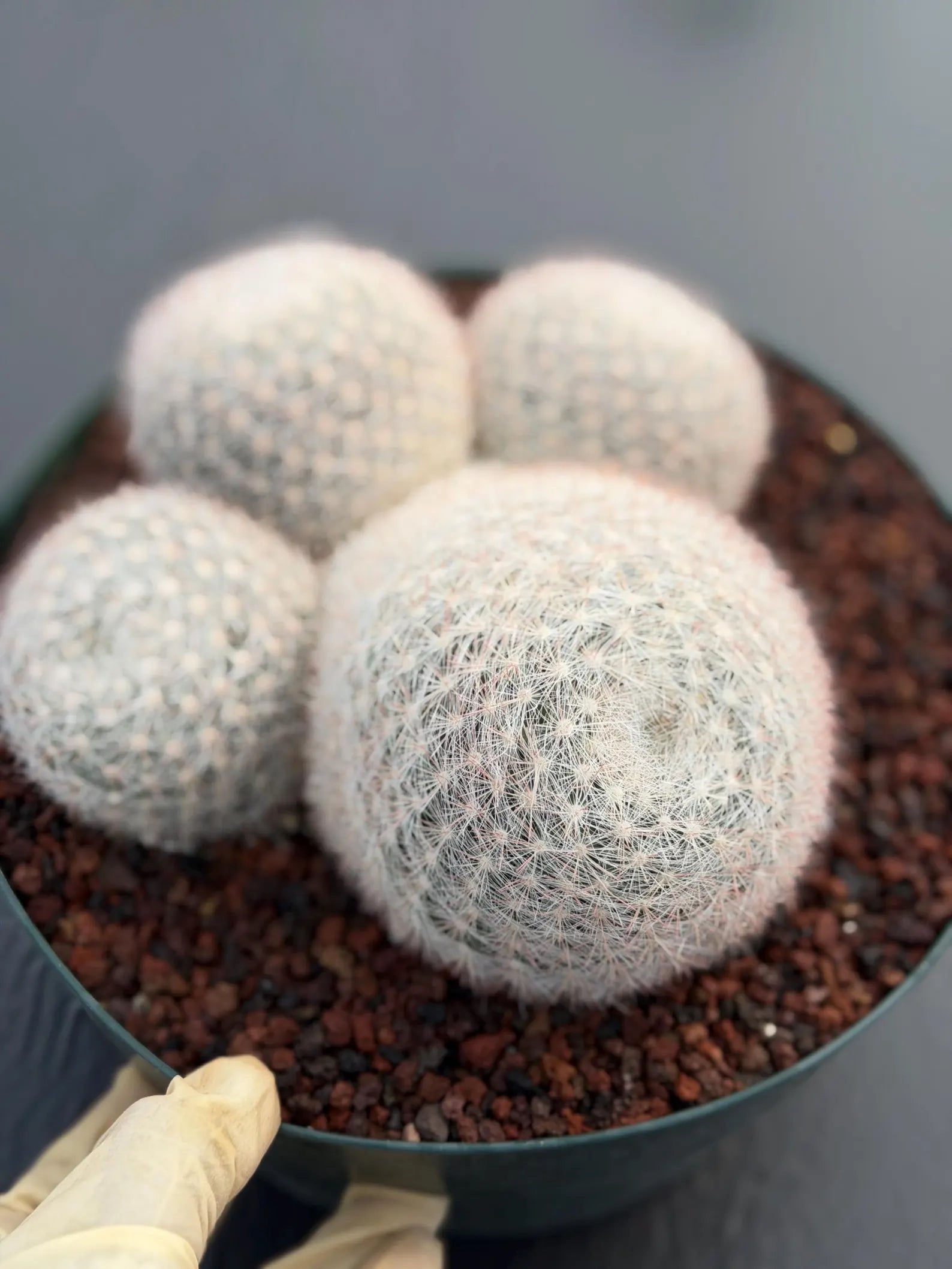 Mammillaria Candida Cluster Live Cactus