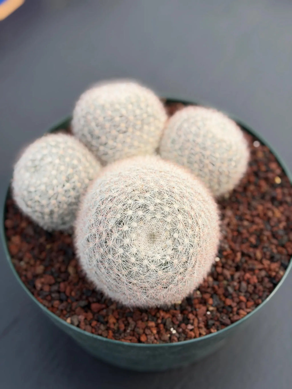 Mammillaria Candida Cluster Live Cactus
