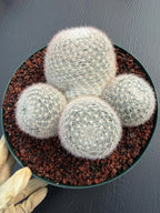 Mammillaria Candida Cluster Live Cactus