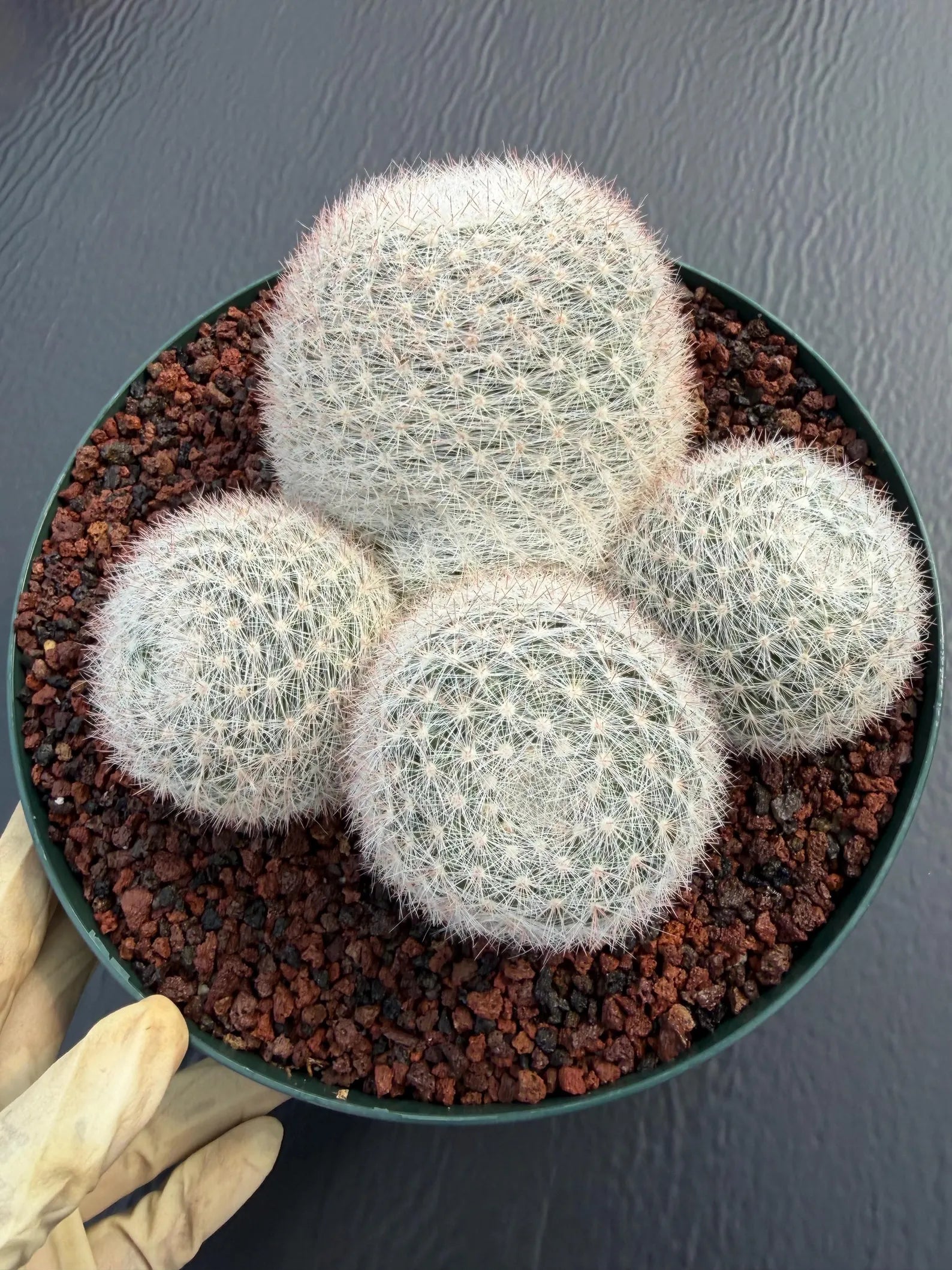 Mammillaria Candida Cluster Live Cactus