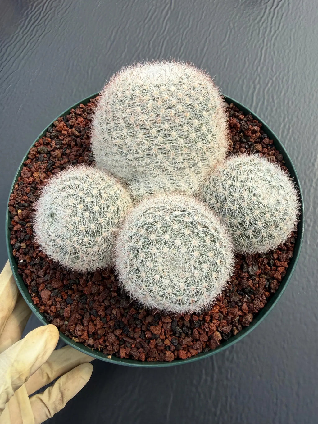 Mammillaria Candida Cluster Live Cactus