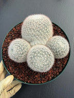 Mammillaria Candida Cluster Live Cactus