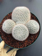 Mammillaria Candida Cluster Live Cactus