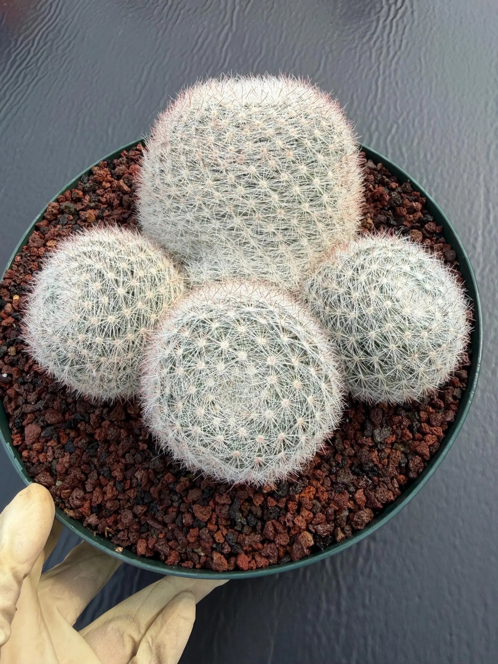 Mammillaria Candida Cluster Live Cactus