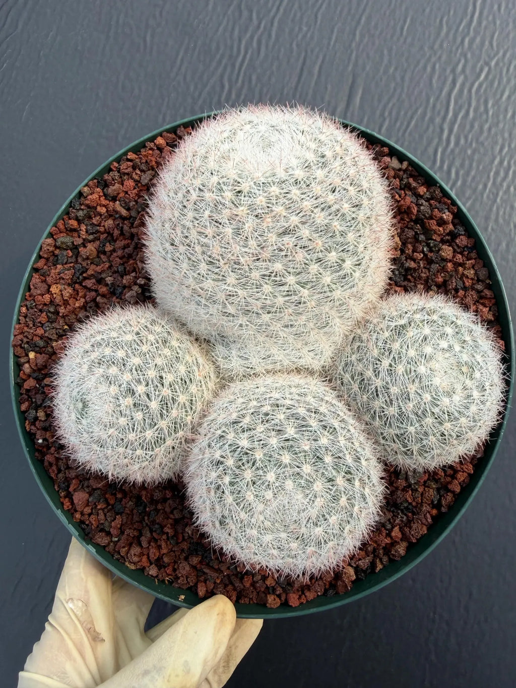 Mammillaria Candida Cluster Live Cactus