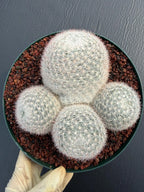 Mammillaria Candida Cluster Live Cactus