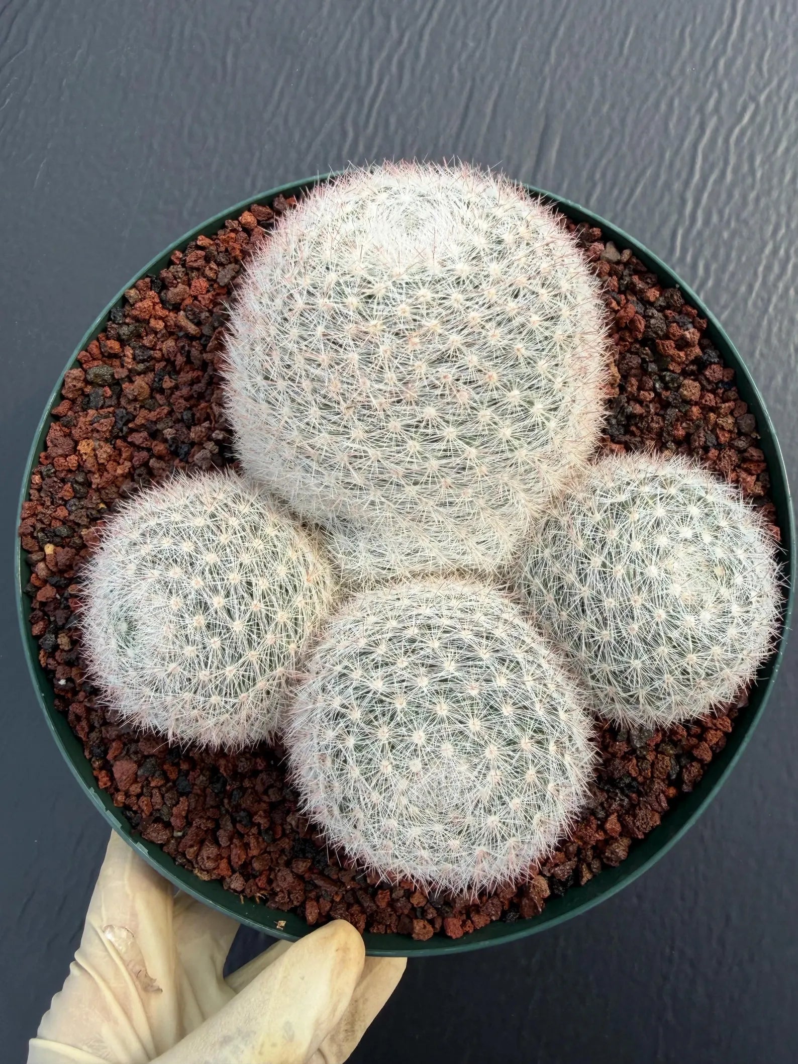 Mammillaria Candida Cluster Live Cactus