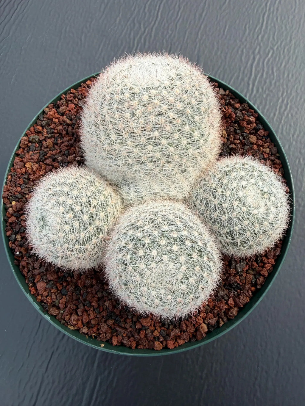 Mammillaria Candida Cluster Live Cactus