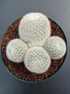 Mammillaria Candida Cluster Live Cactus