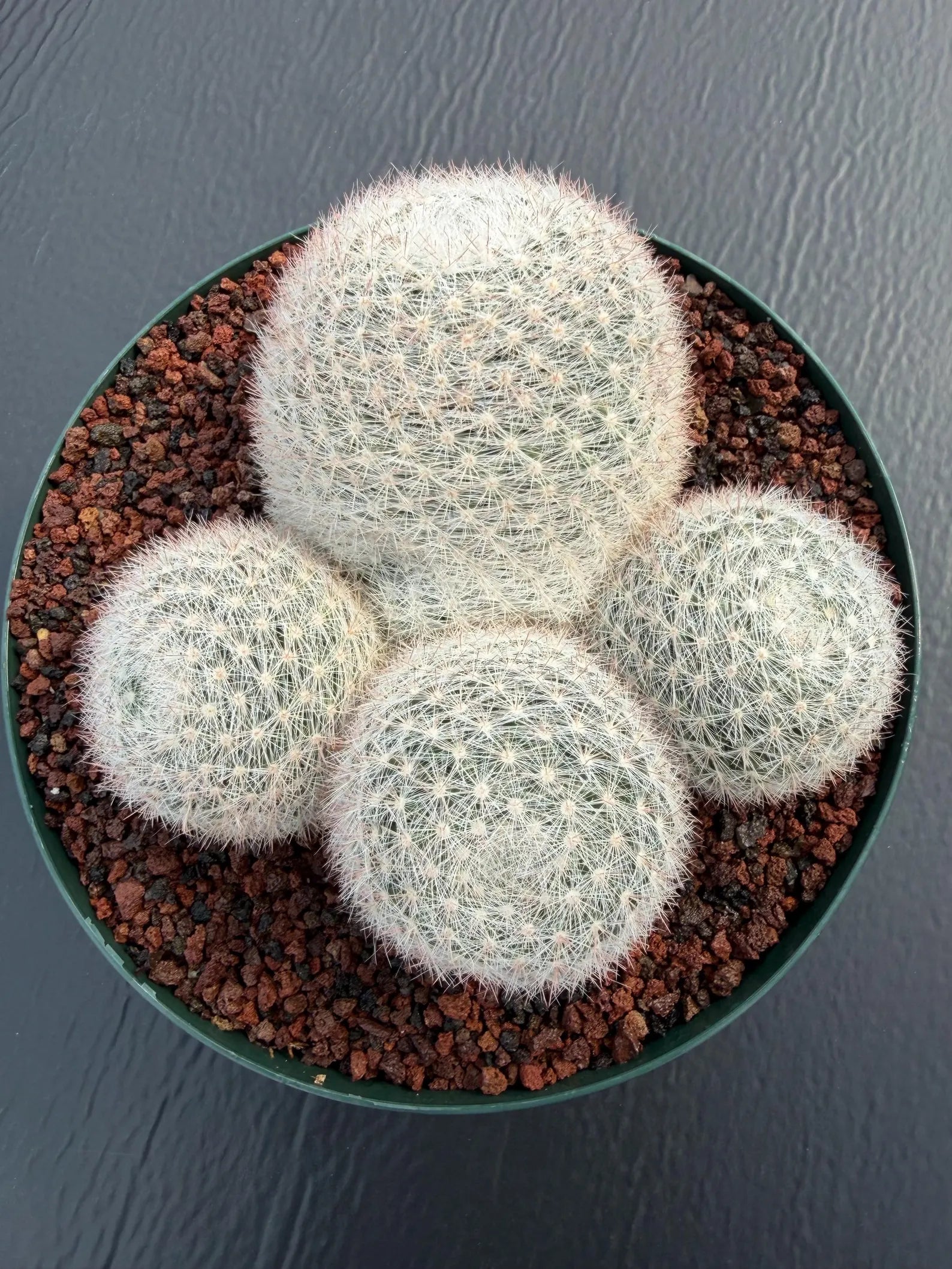 Mammillaria Candida Cluster Live Cactus
