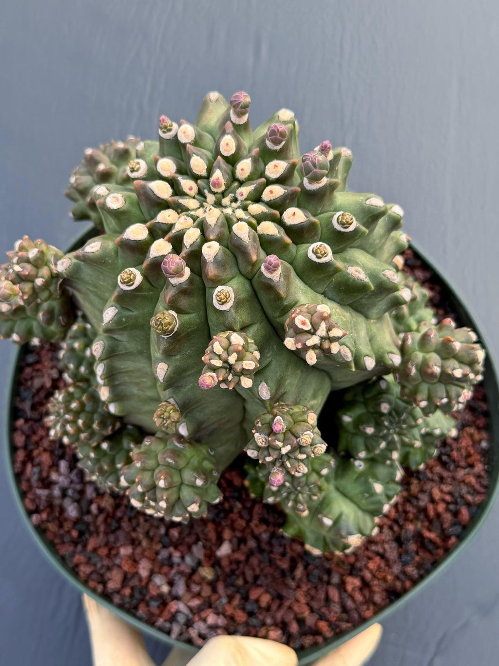 Gymnocalycium Transformer XXL | Rare Live Collector Cactus #790