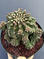 Gymnocalycium Transformer XXL | Rare Live Collector Cactus #790