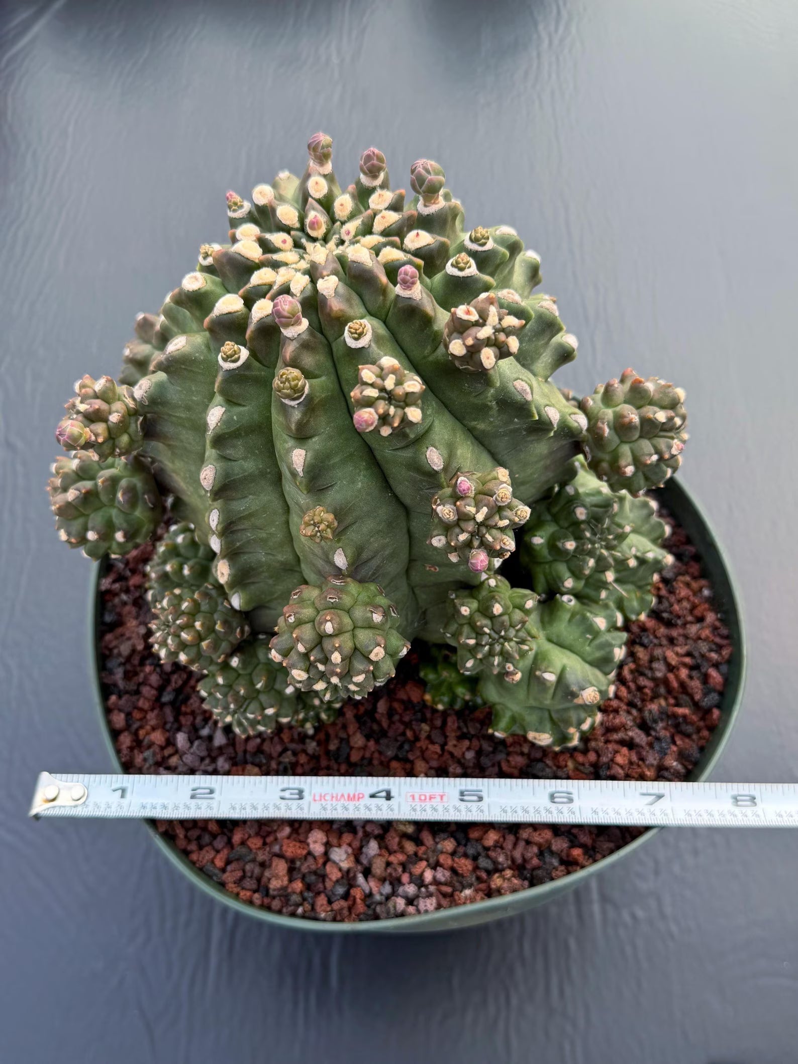 Gymnocalycium Transformer XXL | Rare Live Collector Cactus #790