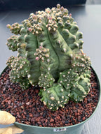 Gymnocalycium Transformer XXL | Rare Live Collector Cactus #790