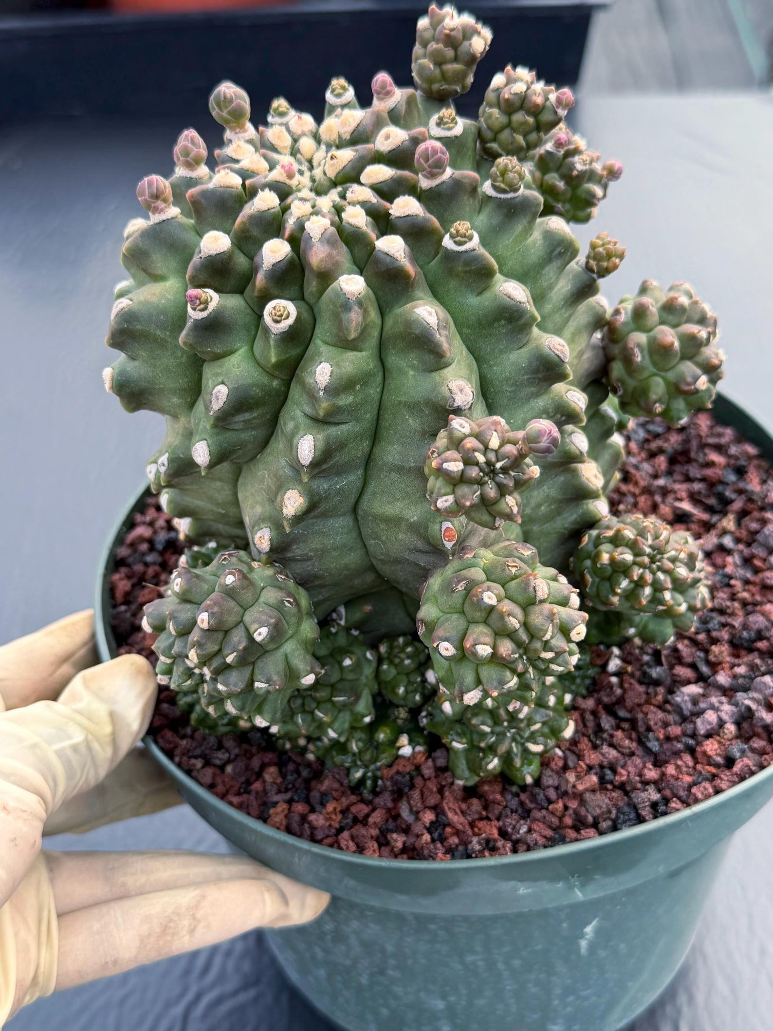 Gymnocalycium Transformer XXL | Rare Live Collector Cactus #790
