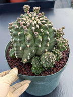 Gymnocalycium Transformer XXL | Rare Live Collector Cactus #790