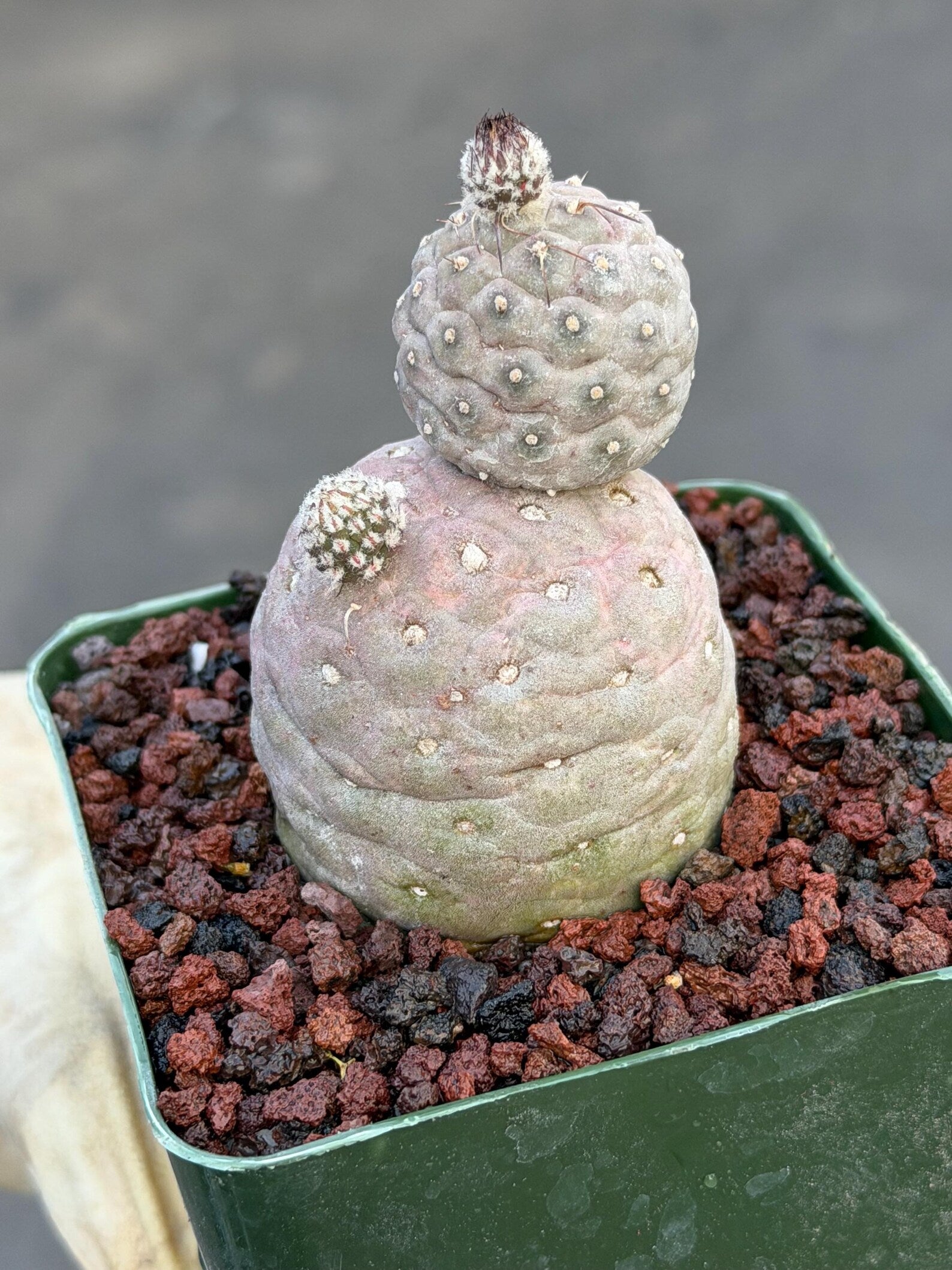 Tephrocactus Geometricus Cluster #197| Rare Live Cactus