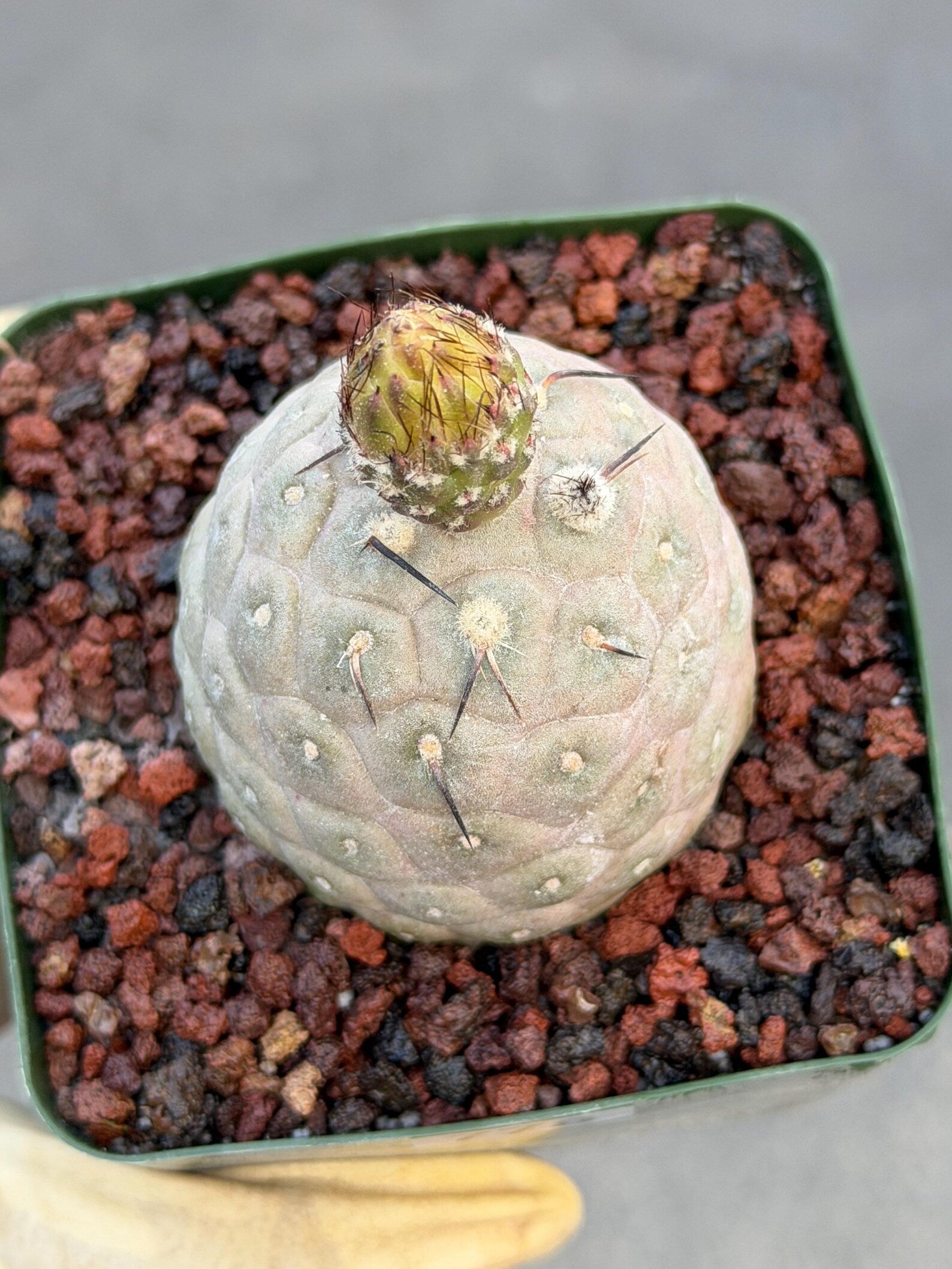Tephrocactus Geometricus Cluster #197| Rare Live Cactus